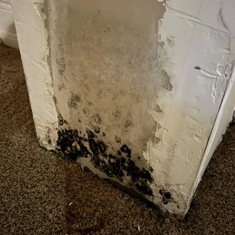 Professional Mold Removal in Smith County, TX